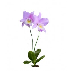 Orchidée 4