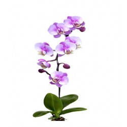 Orchidée 5