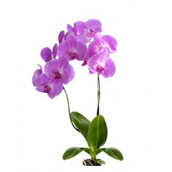Orchidée 6