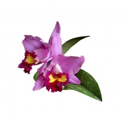 Orchidée 8