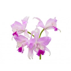 Orchidée 9