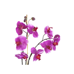 Orchidée 10