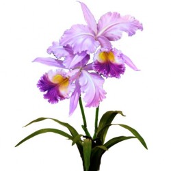 Orchidée 11