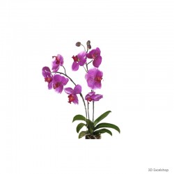 Orchidée 2