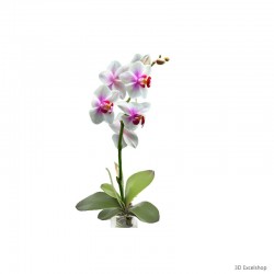 Orchidée 3