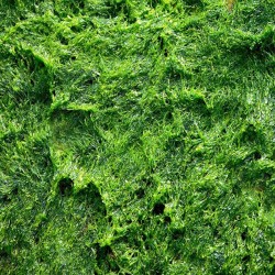 Texture algue